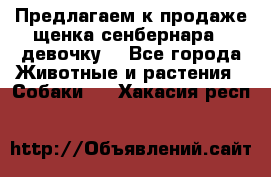 Предлагаем к продаже щенка сенбернара - девочку. - Все города Животные и растения » Собаки   . Хакасия респ.